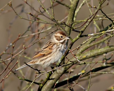 Rietgors - Common Reed Bunting