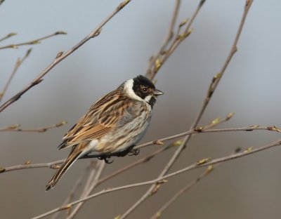 Rietgors - Common Reed Bunting