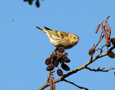 Sijs - Eurasian Siskin