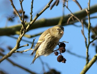 Sijs - Eurasian Siskin