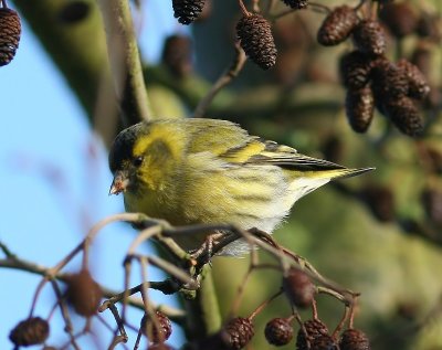 Sijs - Eurasian Siskin