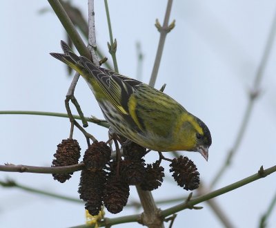 Sijs - Eurasian Siskin