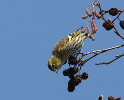 Sijs - Eurasian Siskin