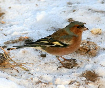 Vink - Common Chaffinch
