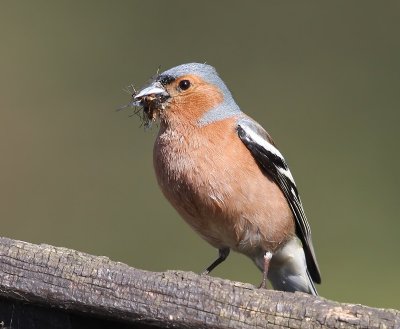 Vink - Common Chaffinch