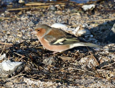 Vink - Common Chaffinch