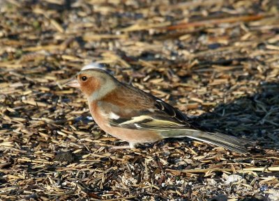 Vink - Common Chaffinch