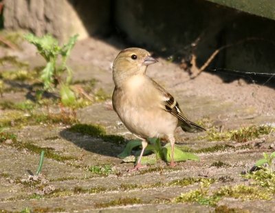 Vink - Common Chaffinch