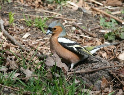Vink - Common Chaffinch