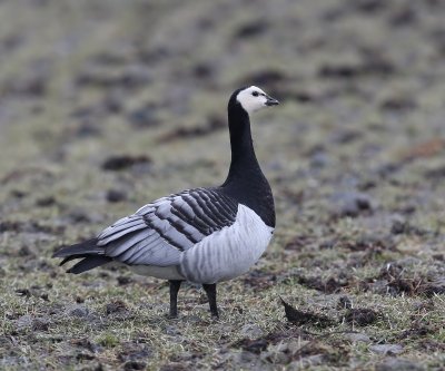 Brandgans - Barnacle Goose