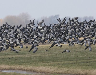 Brandganzen - Barnacle Geese
