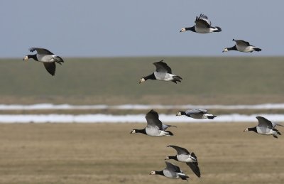 Brandganzen - Barnacle Geese