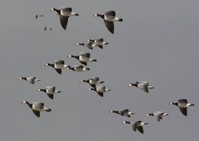 Brandganzen - Barnacle Geese