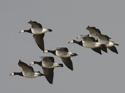 Brandganzen - Barnacle Geese