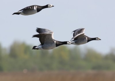 Brandganzen - Barnacle Geese