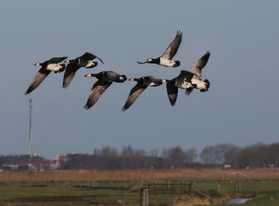 Brandganzen - Barnacle Geese