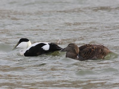 Eiders - Common Eiders