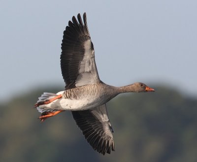 Eenden, Ganzen en Zwanen - Ducks, Geese and Swans