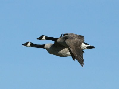 Grote Canadese Ganzen - Greater Canada Geese