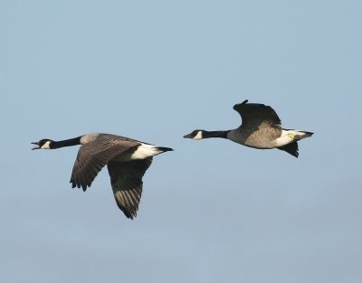 Grote Canadese Ganzen - Greater Canada Geese