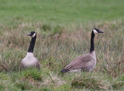 Grote Canadese Ganzen - Greater Canada Geese