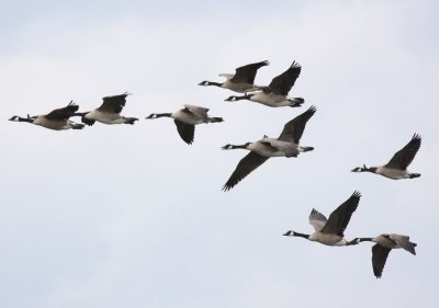 Grote Canadese Ganzen - Greater Canada Geese