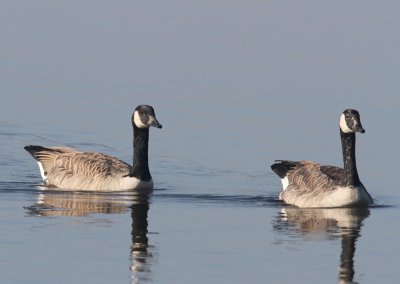 Grote Canadese Ganzen - Greater Canada Geese