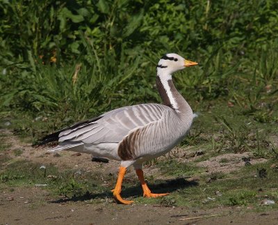 Indische Gans - Bar-headed Goose
