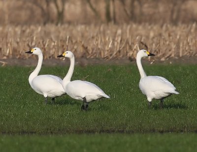 Kleine Zwaan - Bewick's Swan