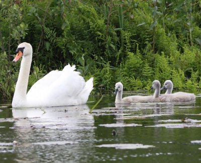 Knobbelzwaan - Mute Swan