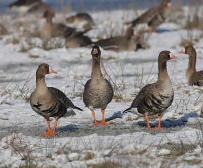 Kolganzen - Greater White-fronted Geese