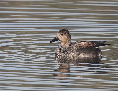 Krakeend - Gadwall