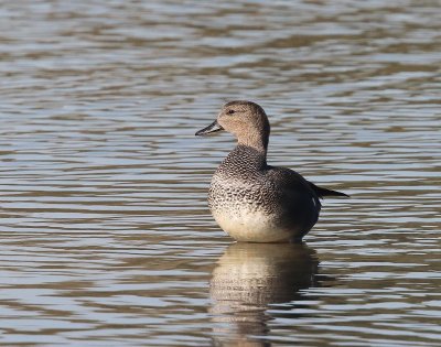 Krakeend - Gadwall