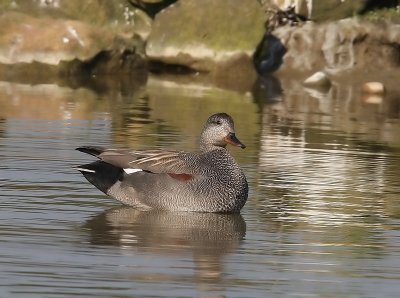 Krakeend - Gadwall