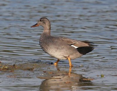 Krakeend - Gadwall