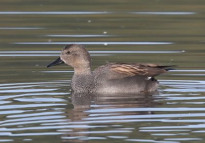 Krakeend - Gadwall