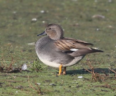 Krakeend - Gadwall