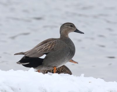 Krakeend - Gadwall