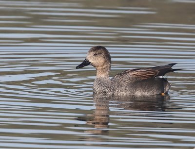 Krakeend - Gadwall