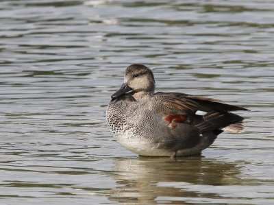 Krakeend - Gadwall