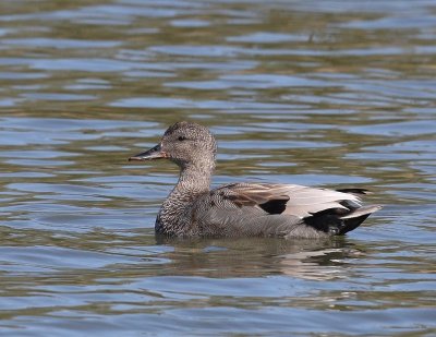 Krakeend - Gadwall