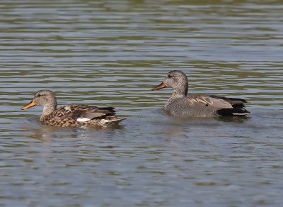 Krakeenden - Gadwalls