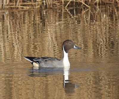 Pijlstaart - Northern Pintail