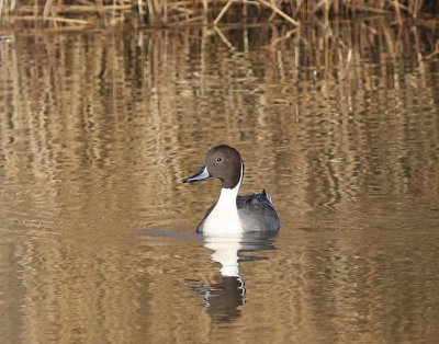 Pijlstaart - Northern Pintail