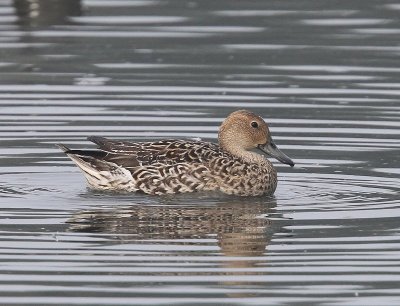 Pijlstaart - Northern Pintail