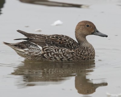 Pijlstaart - Northern Pintail