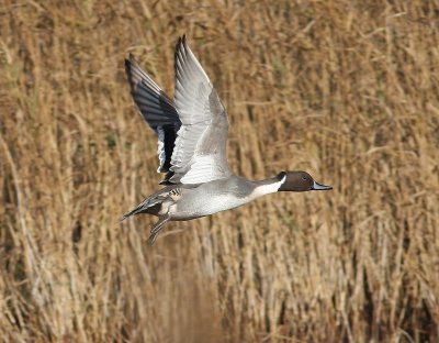 Pijlstaart - Northern Pintail