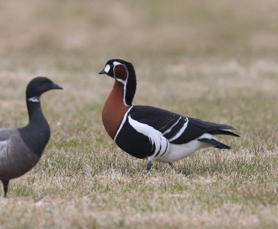 Roodhalsgans - Red-breasted Goose