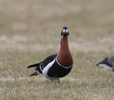 Roodhalsgans - Red-breasted Goose