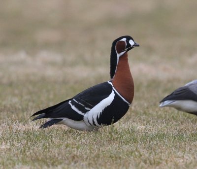 Roodhalsgans - Red-breasted Goose